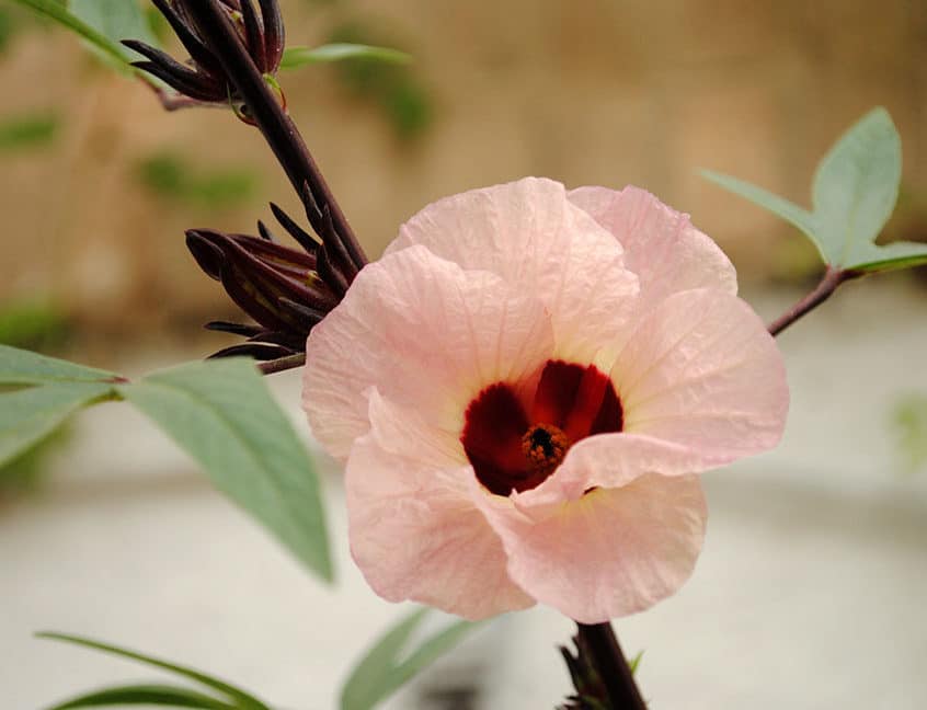 Fleur d'hibiscus sabdariffa