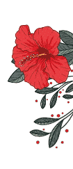 Fleurs d’Hibiscus 8
