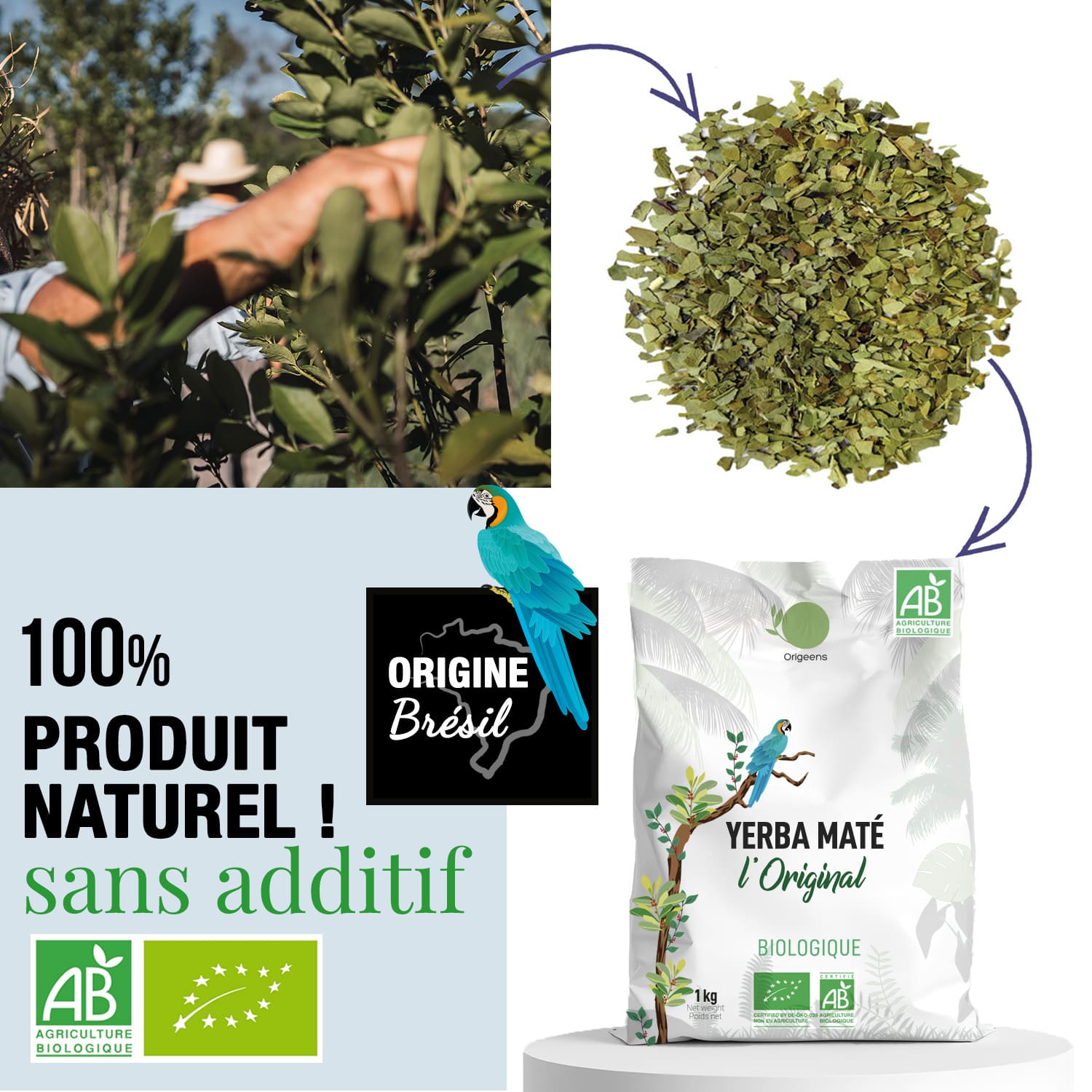 yerba maté