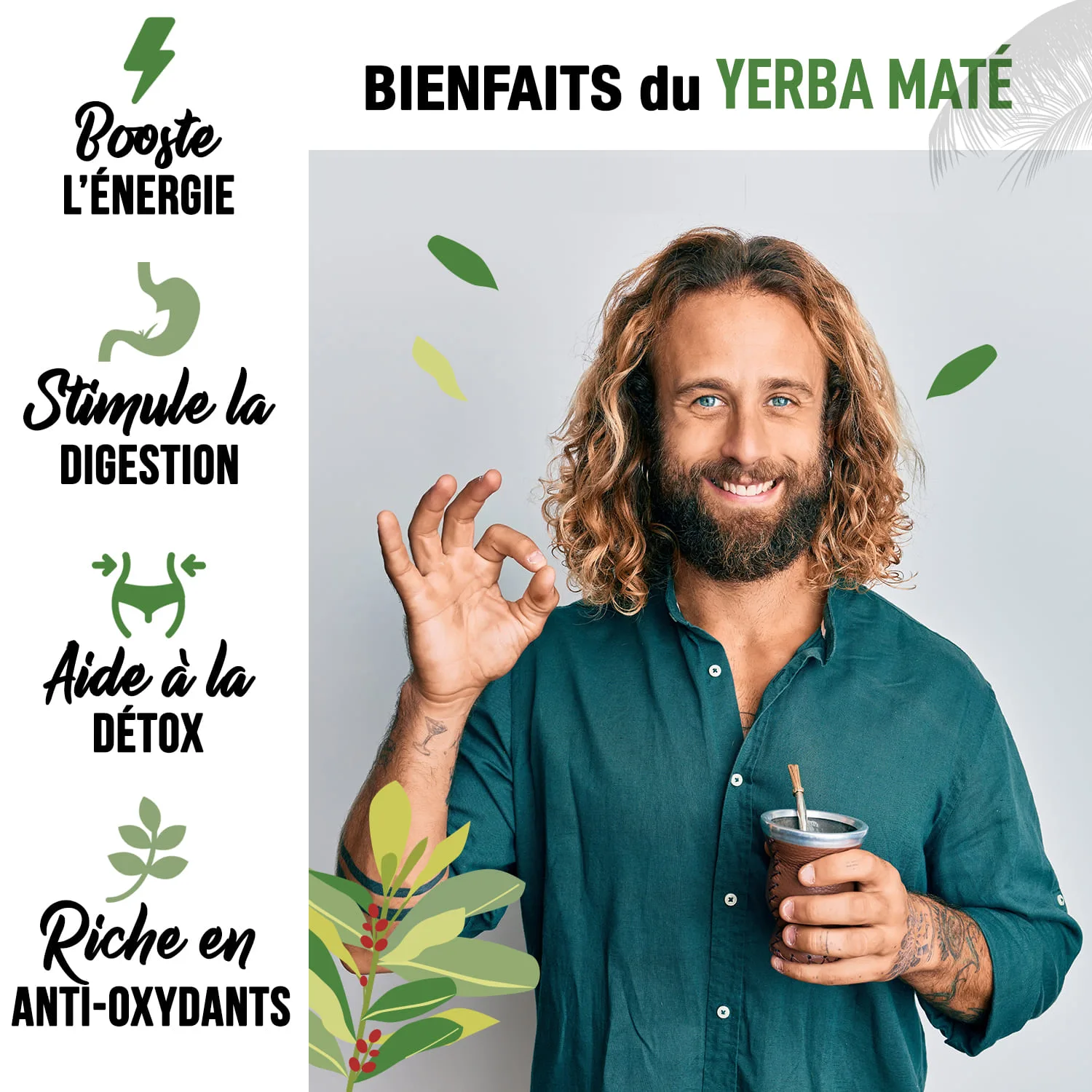 yerba maté