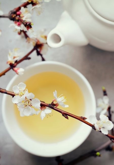 Différences entre thé blanc, thé vert et thé noir