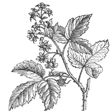 La tisane règle douloureuse 3 feuilles de framboisier