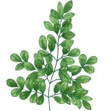 moringa