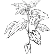 La tisane règle douloureuse 5 feuilles d'ortie