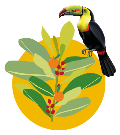 toucan maté