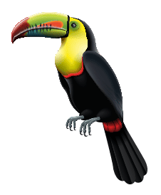 toucan