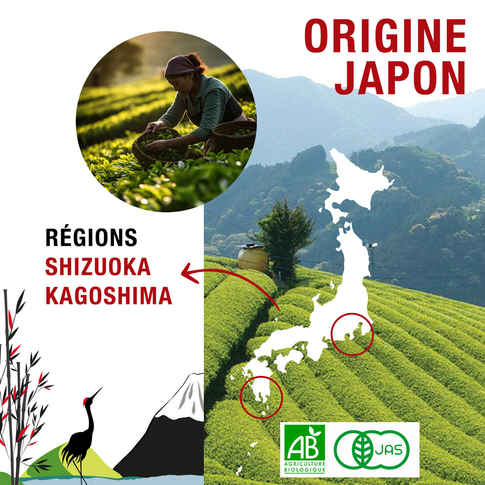 matcha origine Japon